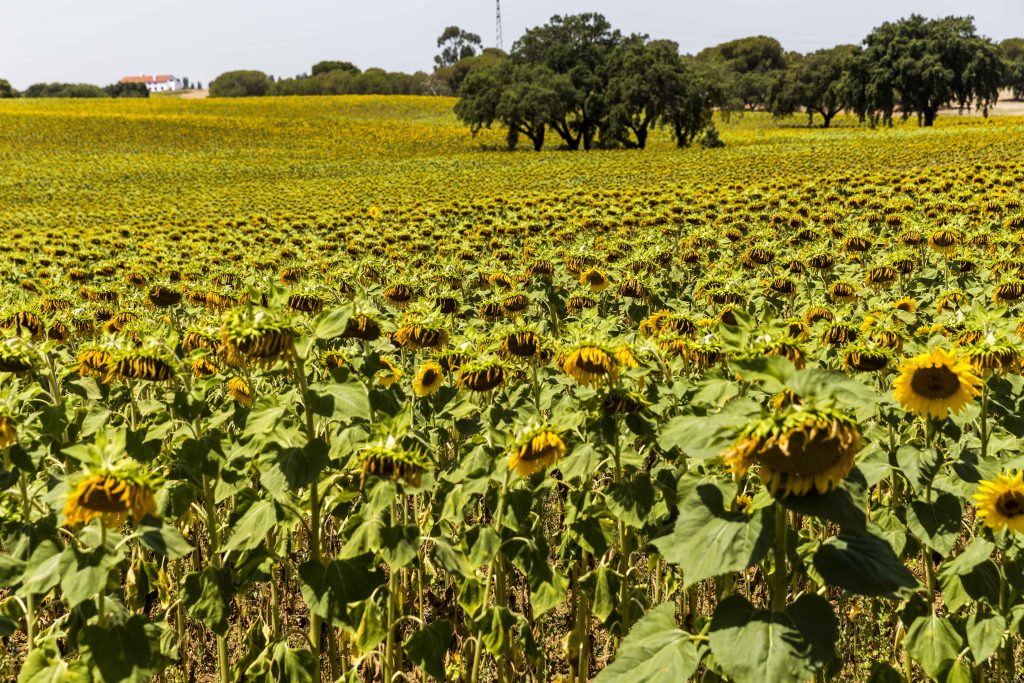 Campo de girassol no Alentejo | Divulgação 