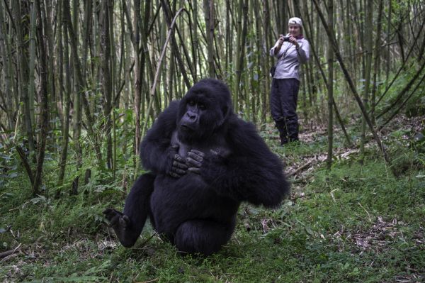 Tour pelo Parque Nacional dos Vulcões, em Ruanda | Divulgação 