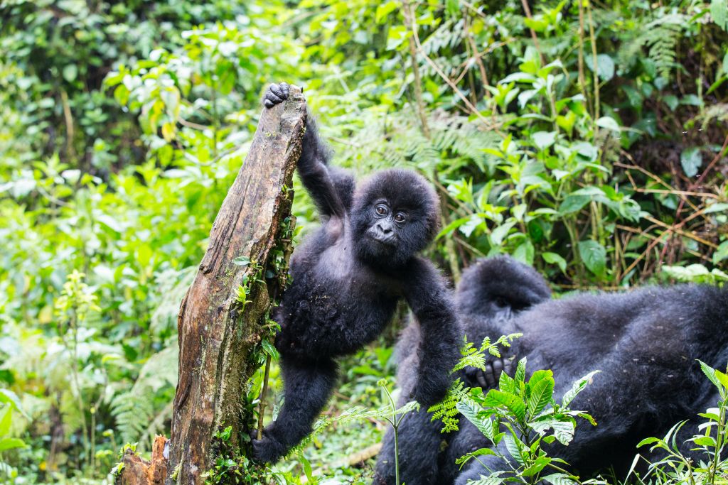 Ruanda: conheça o lar dos últimos gorilas do planeta