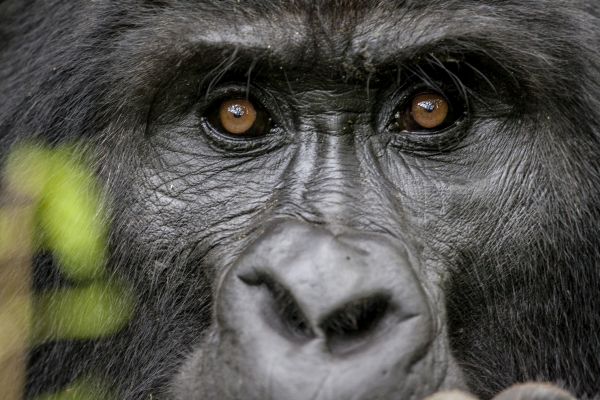 Gorila no Parque Nacional dos Vulcões, em Ruanda | Divulgação 