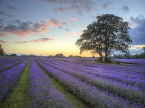 Primavera na Europa