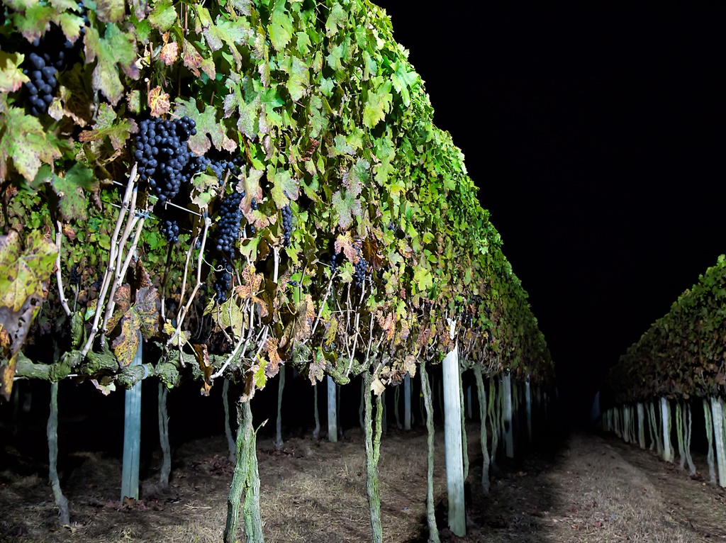 Vinícola em São Roque promove Colheita ao Luar