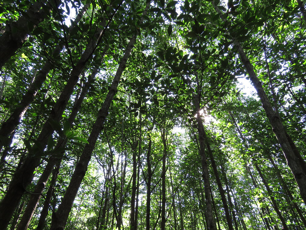 Conheças algumas das maiores florestas do mundo