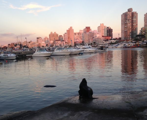 Leão marinho, no porto de Punta del Este | Divulgação 