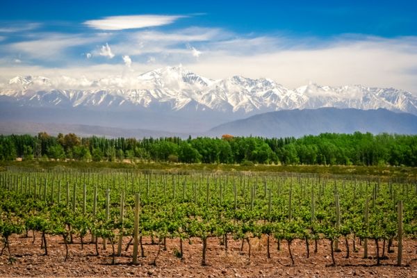 Mescla das montanhas com as plantações de uva | Divulgação 