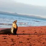 Galápagos abriga cenários incríveis e vida selvagem; veja fotos