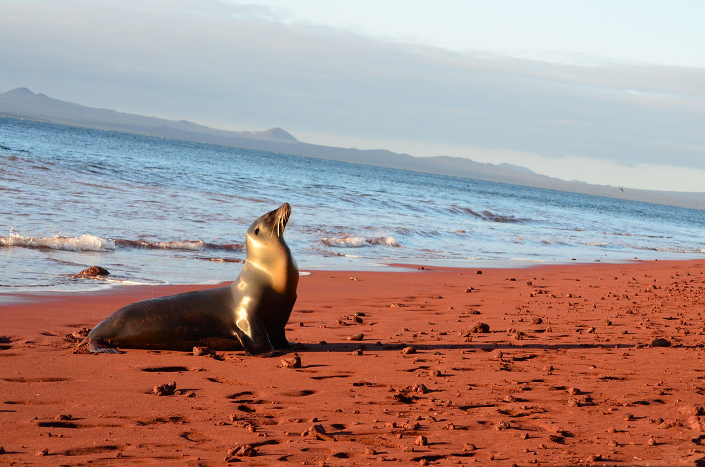 Galápagos abriga cenários incríveis e vida selvagem; veja fotos