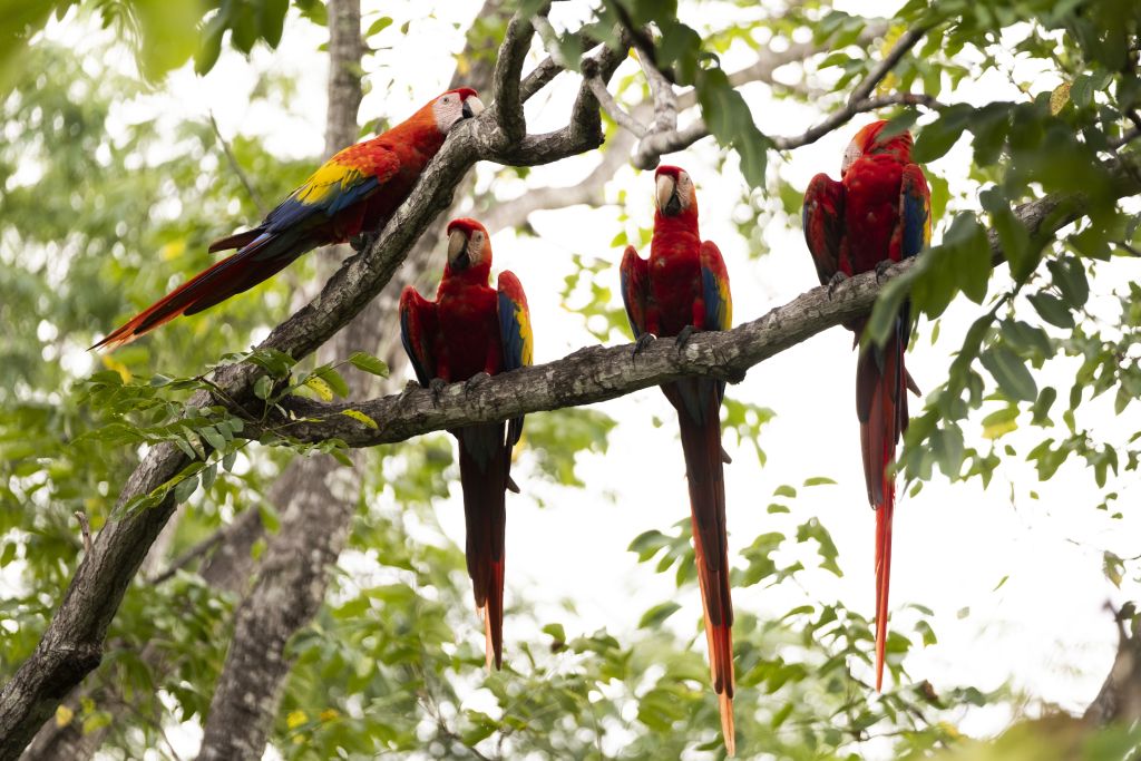 Airbnb lança a categoria de Experiências com animais