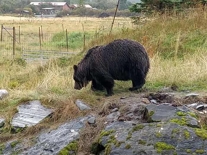 O que fazer em Anchorage, no Alasca – 6 atrações e dicas