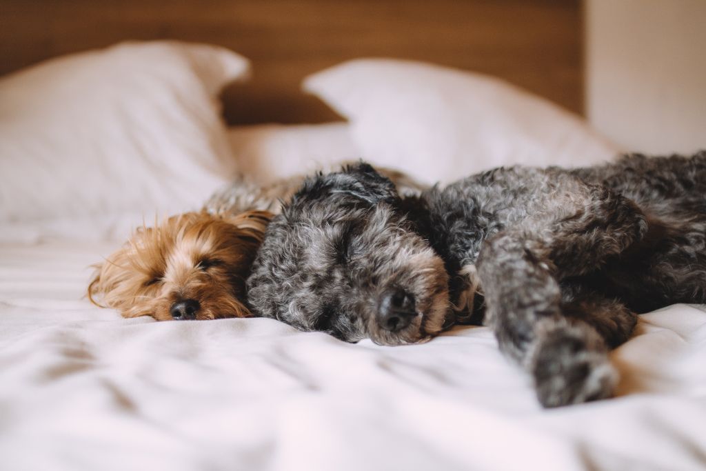 Hotéis pet friendly: locais para se hospedar com seu bichinho