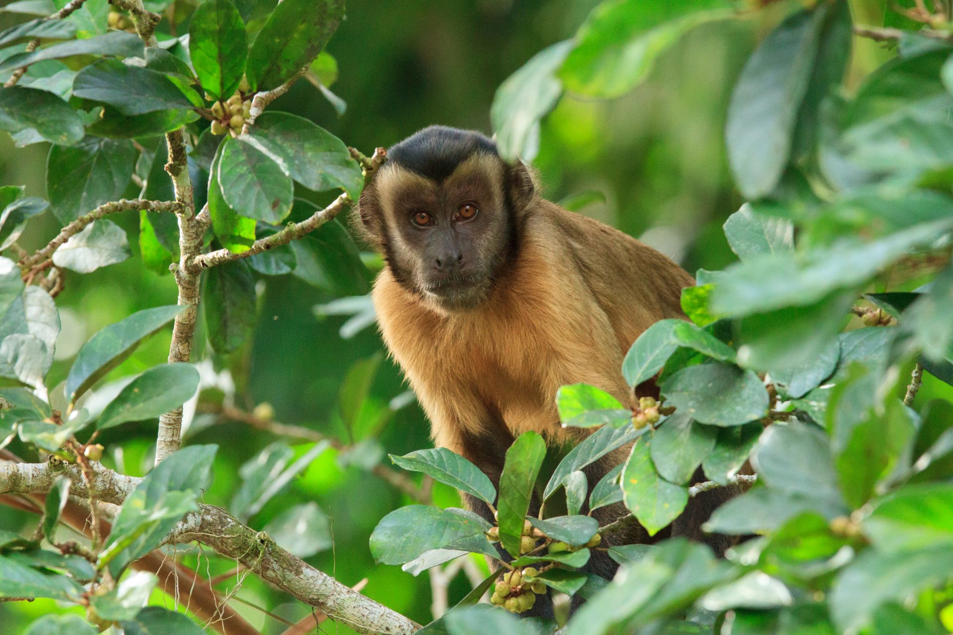 5 motivos para visitar a Amazônia pós-pandemia