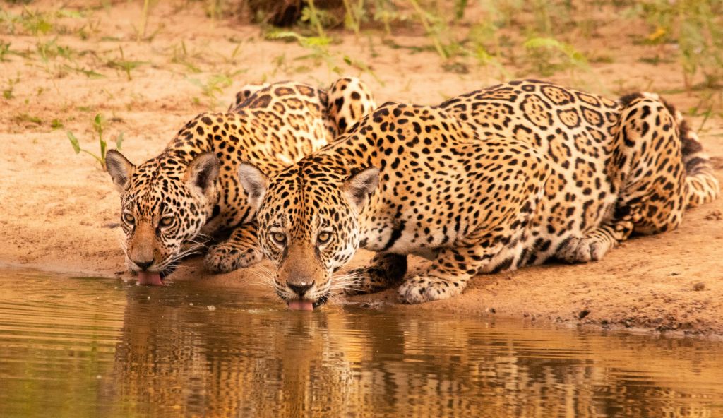 Viagem ao Pantanal reverte doações para preservação de onças-pintadas