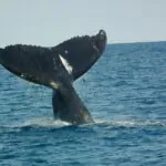 Parque Nacional de Abrolhos, na Bahia, reabre para visitação