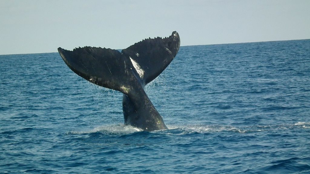 Parque Nacional de Abrolhos, na Bahia, reabre para visitação