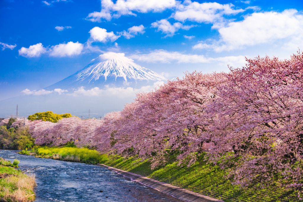 7 curiosidades sobre a florada das cerejeiras no Japão