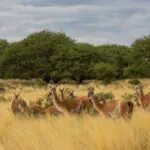 Roteiro destaca atrações de La Pampa, na Argentina