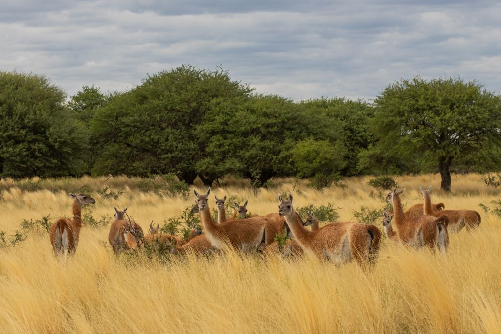 Roteiro destaca atrações de La Pampa, na Argentina