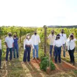 Vinhos em Brasília: projeto aposta que região é capaz de produzir rótulos de alto nível