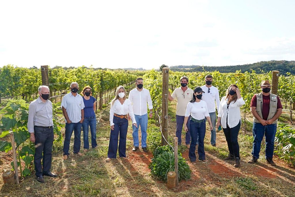 Vinhos em Brasília: projeto aposta que região é capaz de produzir rótulos de alto nível