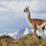 Conheça o belíssimo Parque Nacional da Patagônia, no Chile