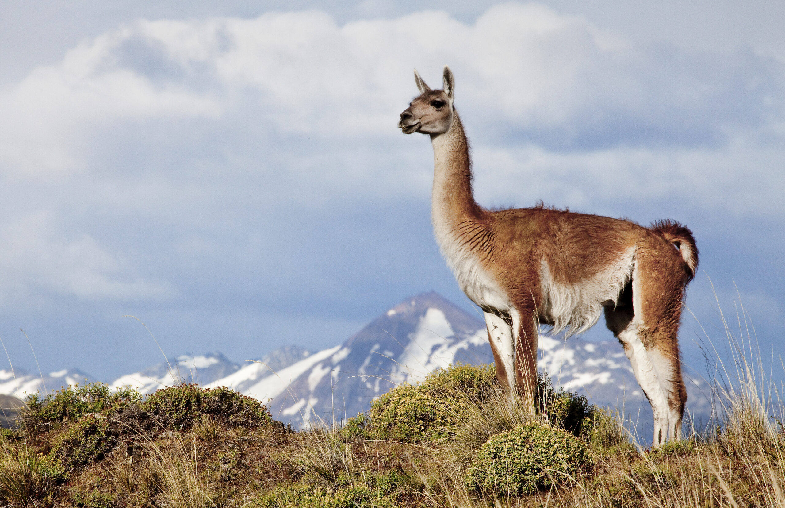 Conheça o belíssimo Parque Nacional da Patagônia, no Chile