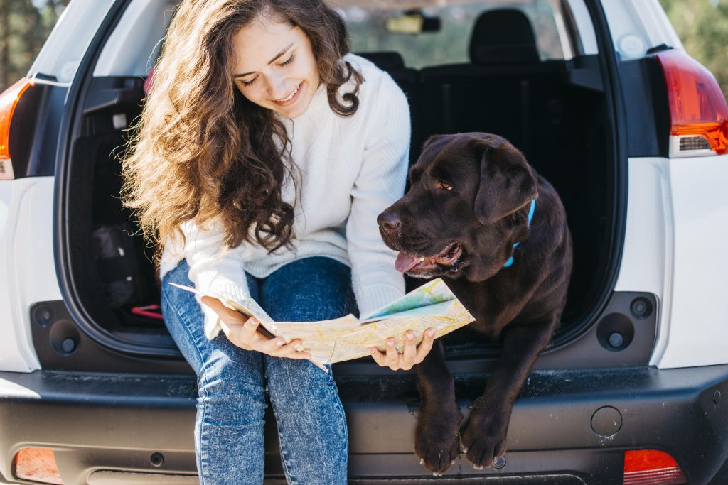 Cuidados especiais: veja dicas de como viajar com cachorro ou gato