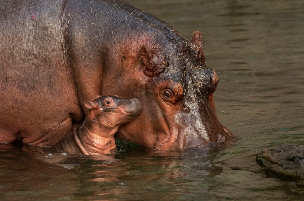 Filhotes de gorila e hipopótamo nascem no Animal Kingdom, em Orlando