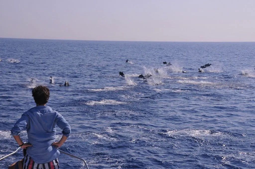 Nova atração de Mônaco permite ver baleias e golfinhos