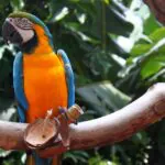 Parque Nacional do Iguaçu investe em experiência de observação de aves