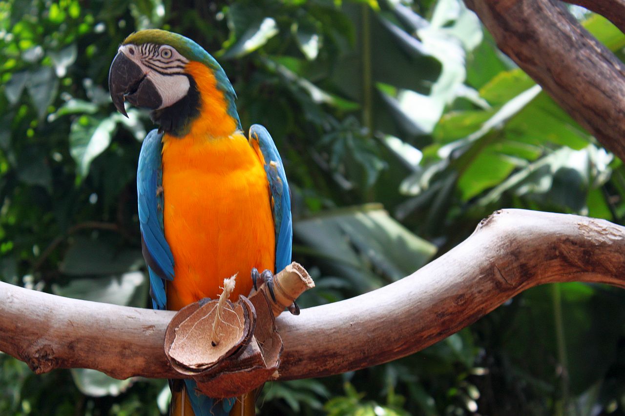 Parque Nacional do Iguaçu investe em experiência de observação de aves