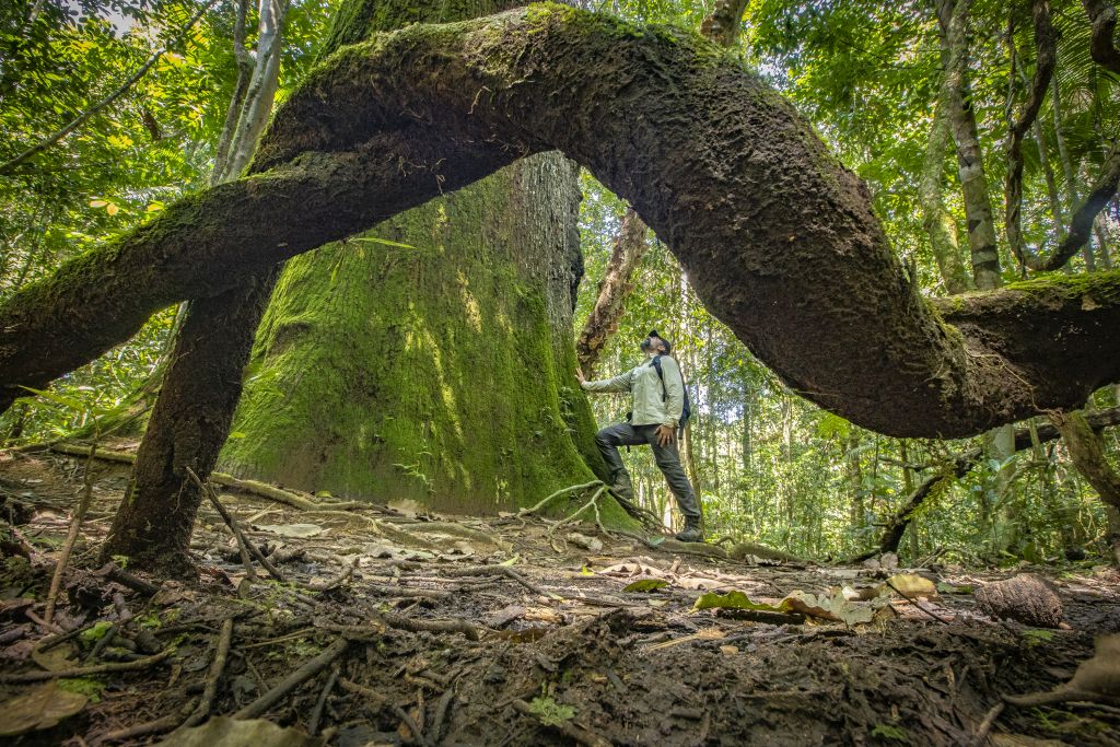 5 curiosidades sobre a região da Floresta Amazônica