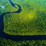 5 curiosidades para celebrar o Dia da Amazônia