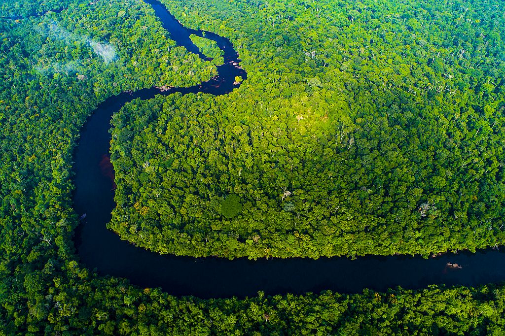 5 curiosidades para celebrar o Dia da Amazônia