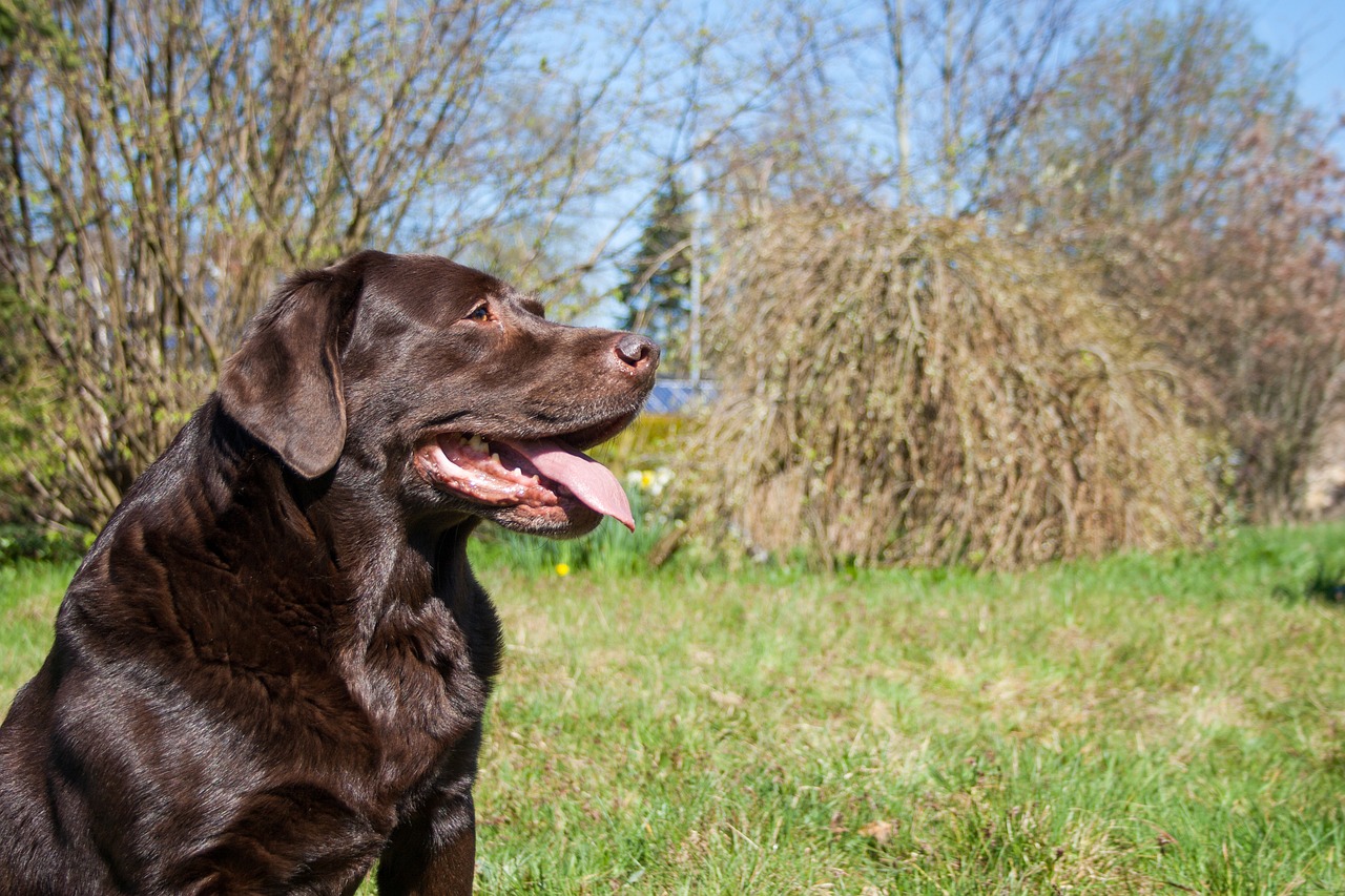 Viagens com pets exigem cuidados especiais no calor