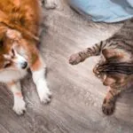 Quais são as diferenças ao viajar com cachorro ou gato? Confira cuidados específicos