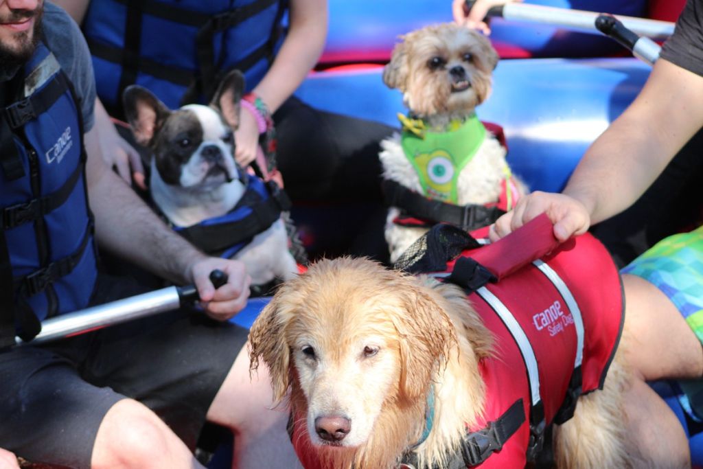 Circuito das Águas Paulista oferece passeios pet friendly