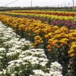 Passeio permite conhecer como são cultivadas as flores em Holambra