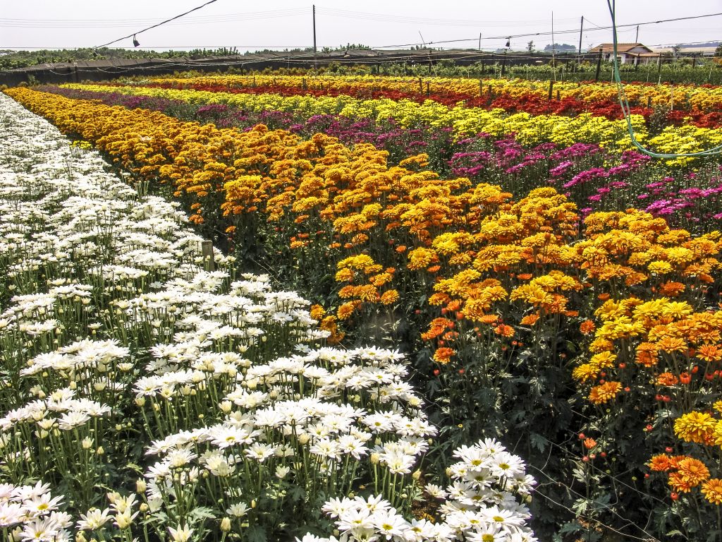 Passeio permite conhecer como são cultivadas as flores em Holambra