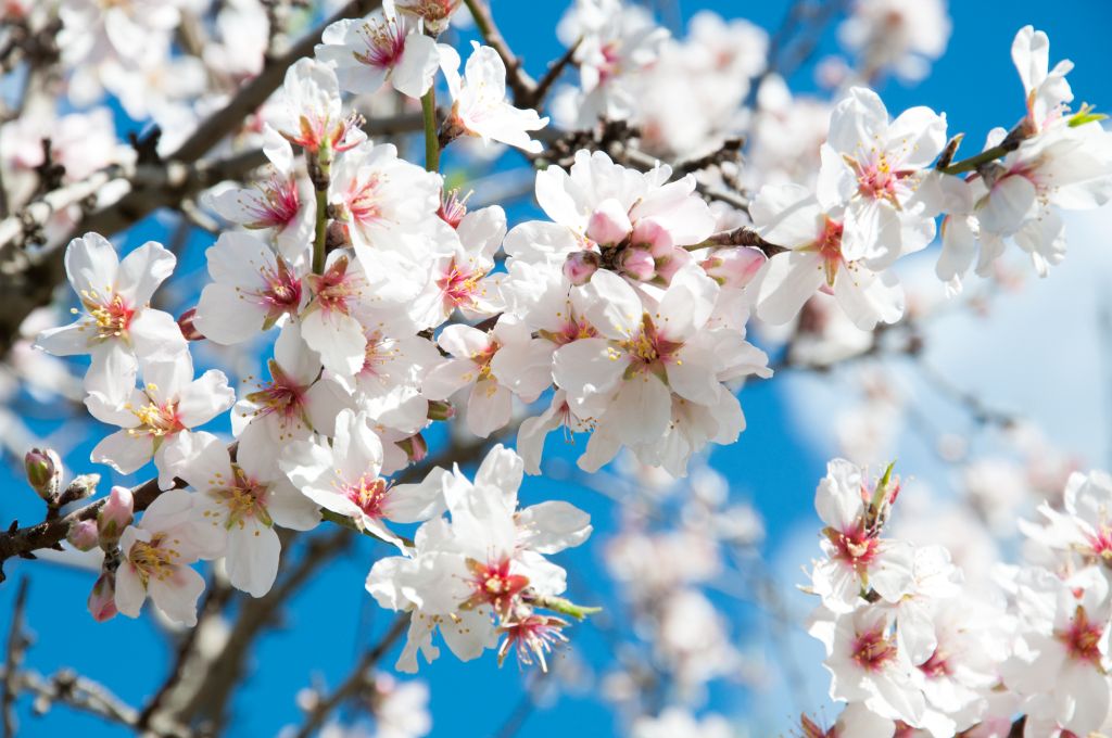 Espanha na primavera – 15 atrações coloridas para curtir no país