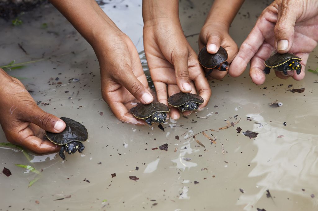 5 hotéis que protegem a fauna brasileira