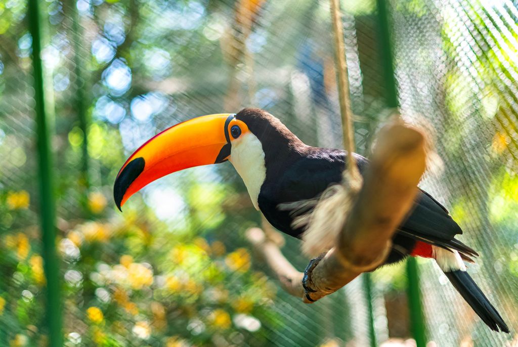 Bourbon Cataratas abriga animais resgatados e belos cenários naturais