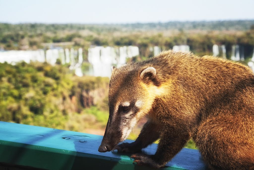 5 parques naturais brasileiros para visitar com as crianças