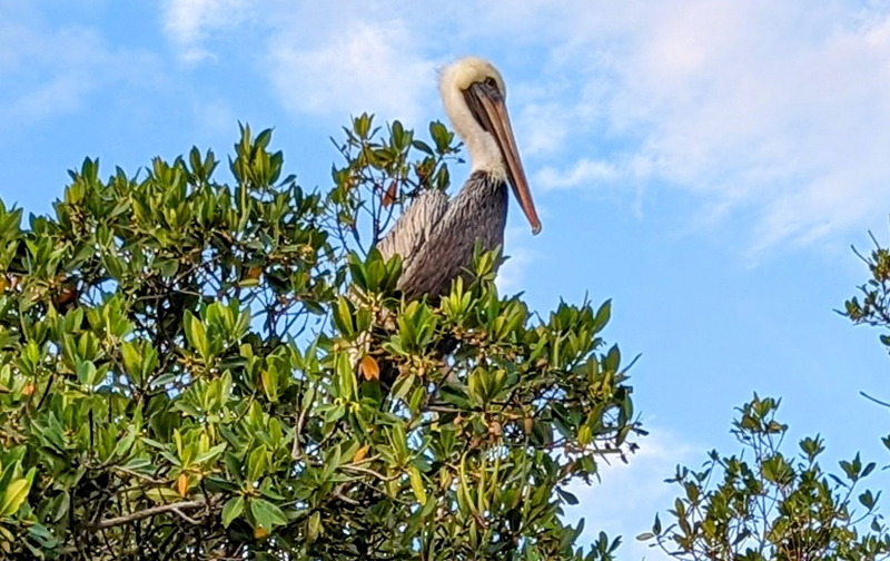 O que fazer em Vero Beach, Flórida – 7 atrações e dicas incríveis