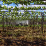 Circuitos das frutas e turismo rural são boas pedidas para curtir o outono no Brasil