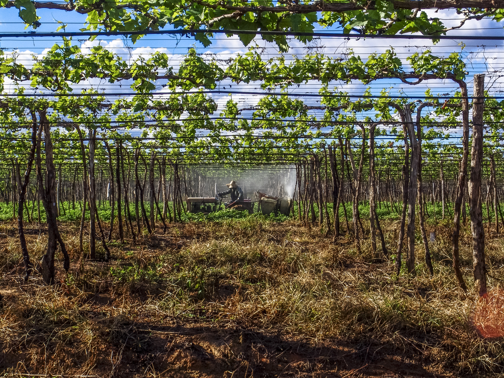 Circuitos das frutas e turismo rural são boas pedidas para curtir o outono no Brasil