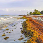 Onda gigante de sargaço atingirá praias da Flórida e do Caribe em 2023