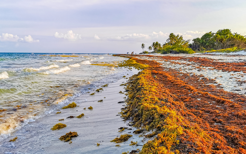 Onda gigante de sargaço atingirá praias da Flórida e do Caribe em 2023