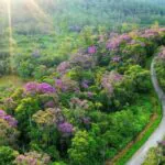 Florada do manacá-da-serra e borboletas despontam no Parque das Neblinas