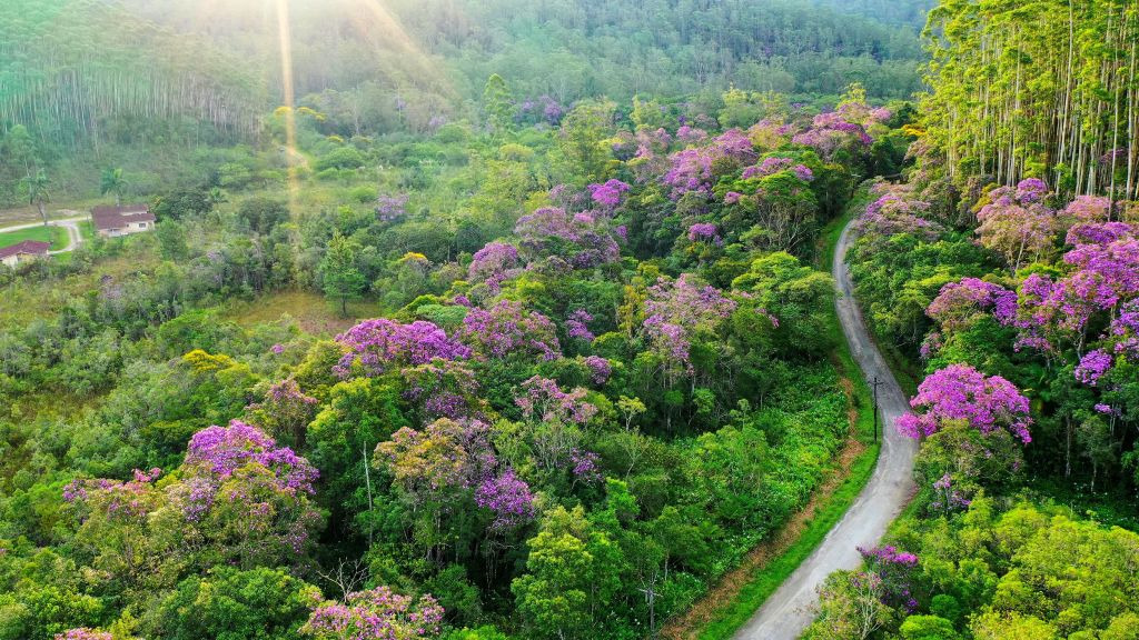 Florada do manacá-da-serra e borboletas despontam no Parque das Neblinas