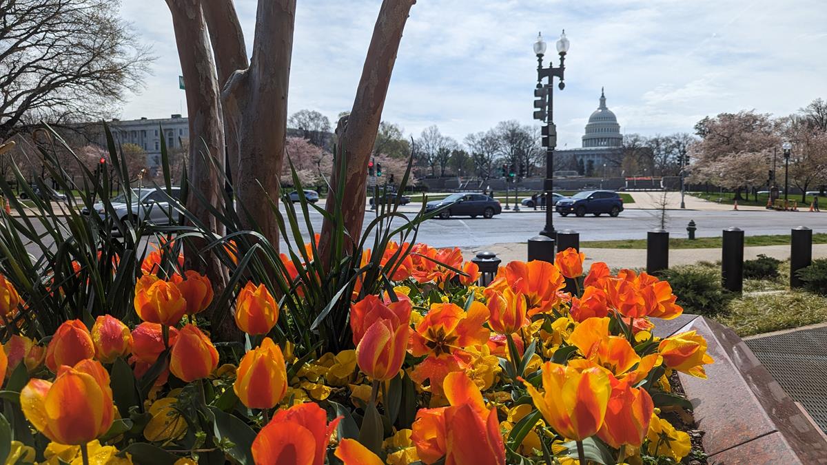 O que fazer em Washington D.C - atrações e dicas